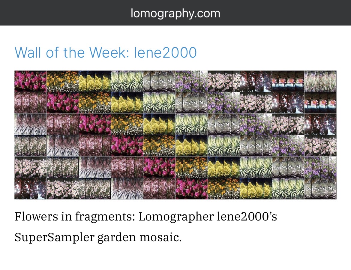 Detail of Lomography.com's Lomo Wall of the Week from lene2000: a grid of succulent and flowering plants.