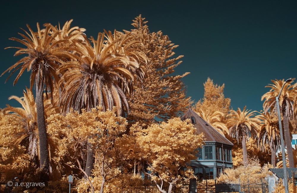 IR image of multi-sided building surrounded by lush gold foliage