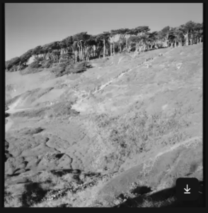 Image of a bright hillside covered in shrubs, with dark cypress trees lining the hilltop