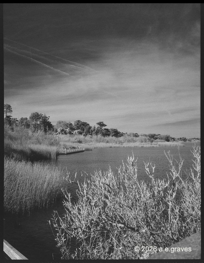 Monochrome image of a lake lined with grasses and trees; the lake is very dark, the grasses light, the sky is streaked with thin, gauzy clouds