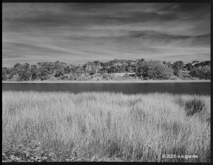 Monochrome image of a lake lined with grasses and trees; the lake is very dark, the grasses light, the sky is streaked with thin, gauzy clouds