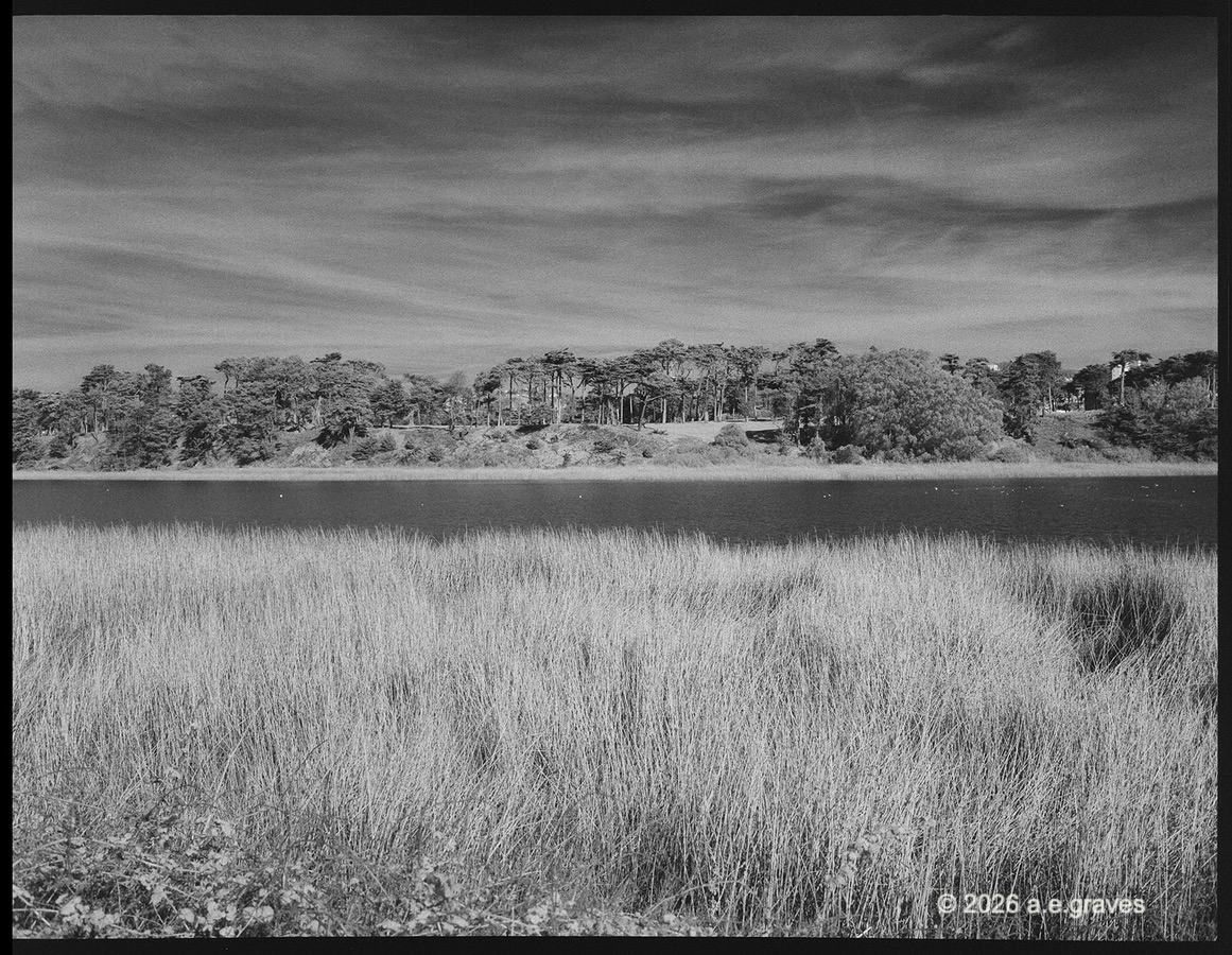 Monochrome image of a lake lined with grasses and trees; the lake is very dark, the grasses light, the sky is streaked with thin, gauzy clouds