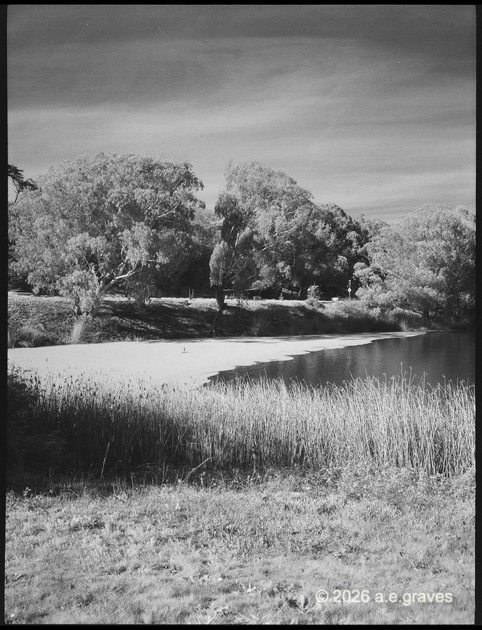 Monochrome image of a lake lined with grasses and trees; the lake is very dark, the grasses light, the sky is streaked with thin, gauzy clouds