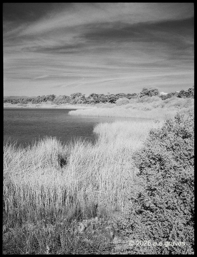 Monochrome image of a lake lined with grasses and trees; the lake is very dark, the grasses light, the sky is streaked with thin, gauzy clouds
