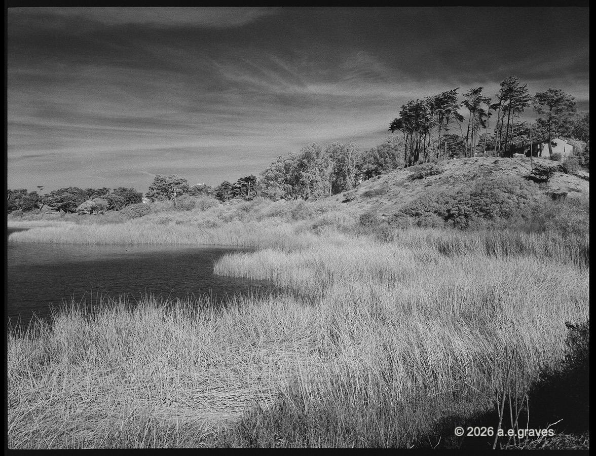 Monochrome image of a lake lined with grasses and trees; the lake is very dark, the grasses light, the sky is streaked with thin, gauzy clouds