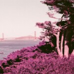 Golden Gate and Cypress