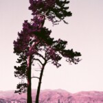 Sentinel
