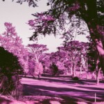 Lincoln Park