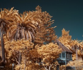 IR image of multi-sided building surrounded by lush gold foliage