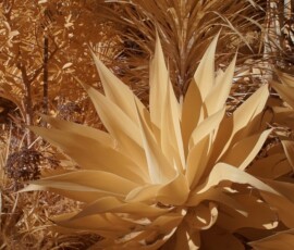 IR image of an agave in gold