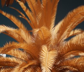 IR image of a palm tree up close in gold