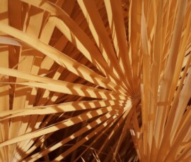 IR image of a radial palm frond in gold