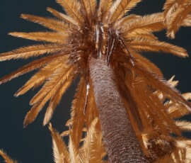 IR image looking up toward the crown of a palm tree