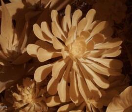 IR image of a radial succulent